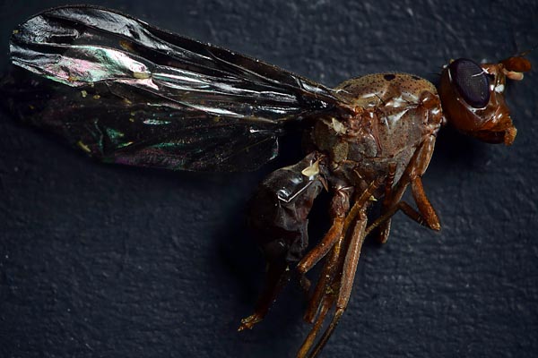 Fly with reversed Pentax 67 105 mm f/2.4 lens at f/8 Zerene Stacker DMap stack of 37 images